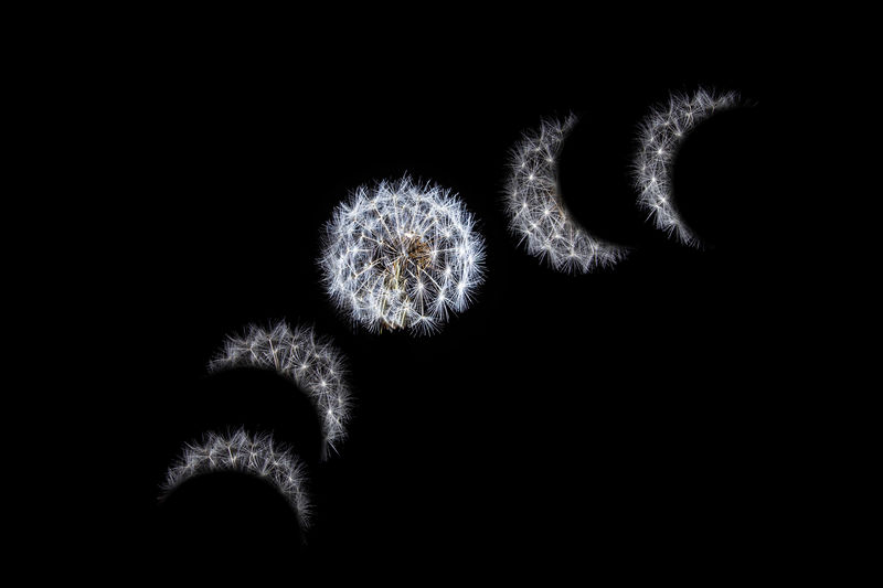 Close-up of dandelions against black background