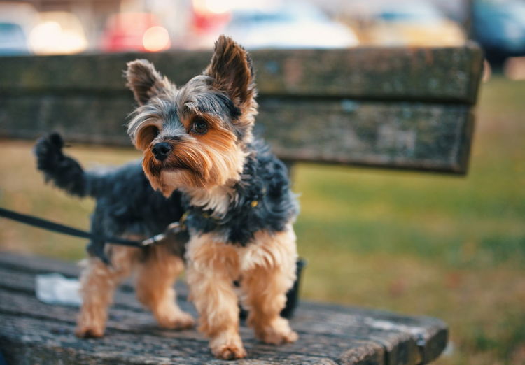 Portrait of cute little yorkshire terrier standing on a bench