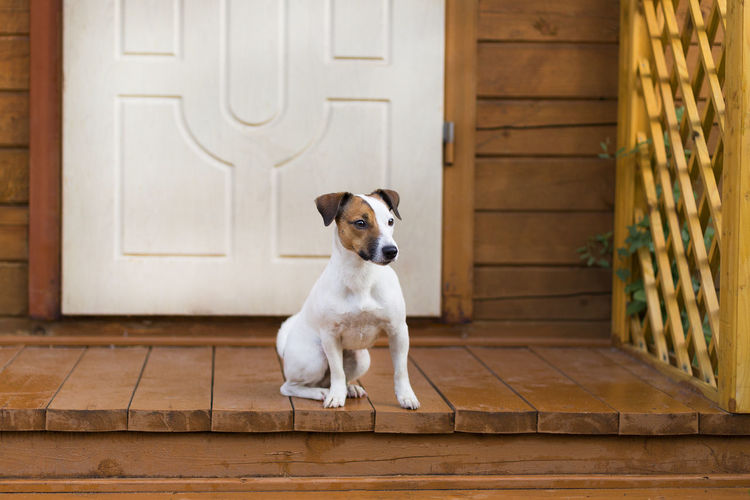 White dog sitting on wooden door
