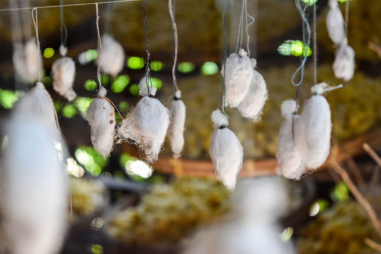 Close-up of pupas hanging from threads