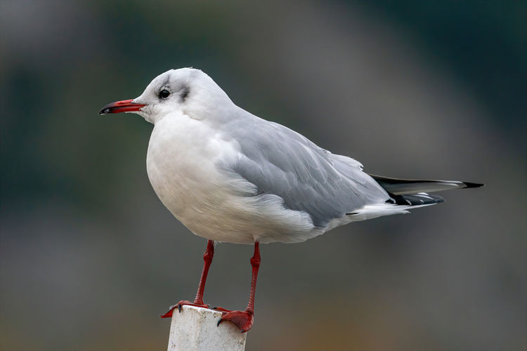 Close-up of seagull perching on pole