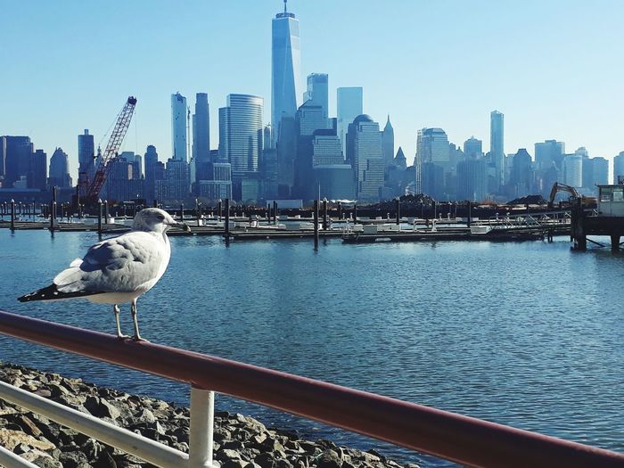 Seagulls perching on railing in city