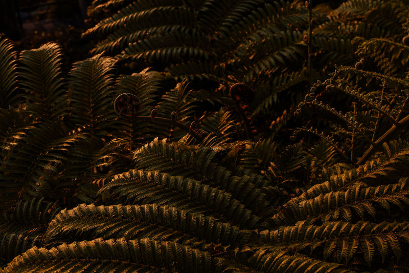 Palm plants at sunset in summer