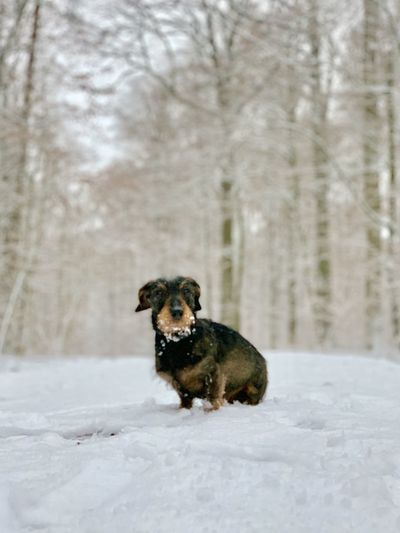 Dog in snow on land