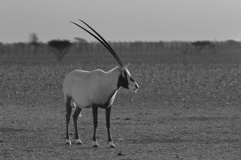  2 arabian oryx