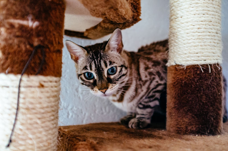 Portrait of bengal cat on scratching post