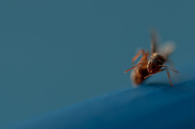 Close-up of insect on blue background