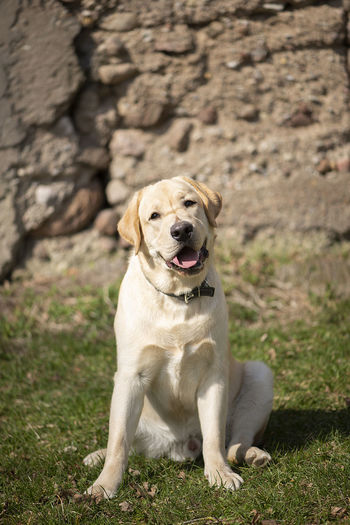 Active, smile and happy purebred labrador golden retriever dog puppy on old stone wall background