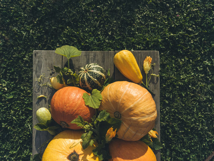 Various types of decorative pumpkins on a dark background