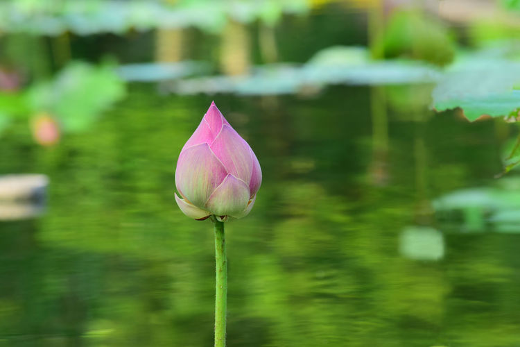 Close-up of pink water lily in lake