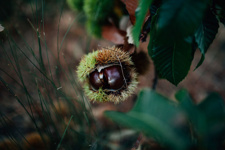 Close up of chestnut growing on plant