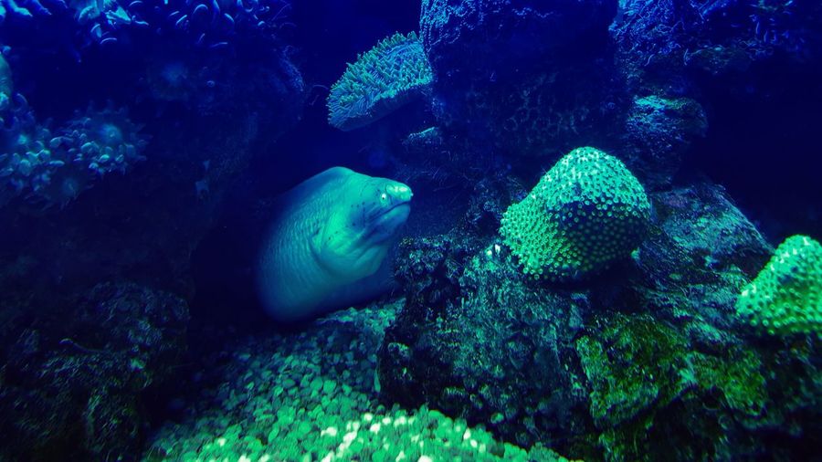 Moray eel by coral in sea