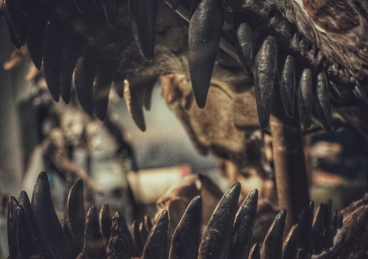 Full frame shot of an teeth of a dinosaur 