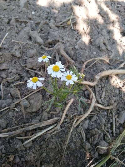 High angle view of white flowering plant on field