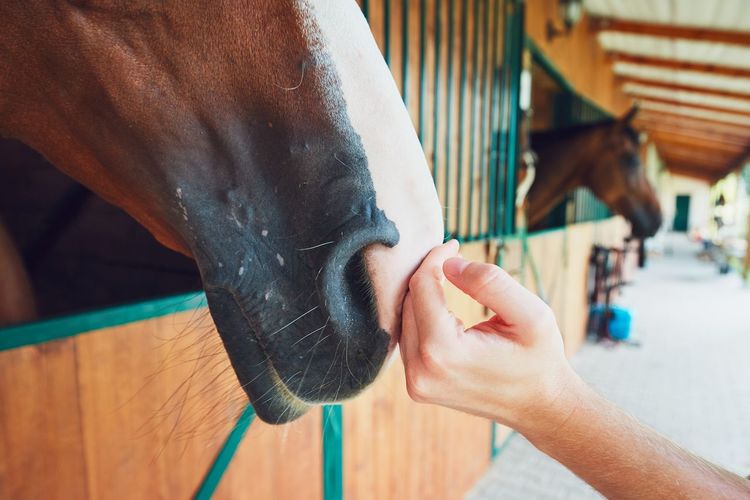 Close-up of hand touching horse
