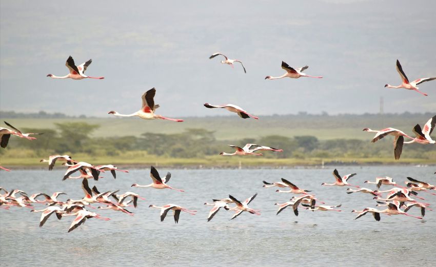 Flock of flamingos in flight over water