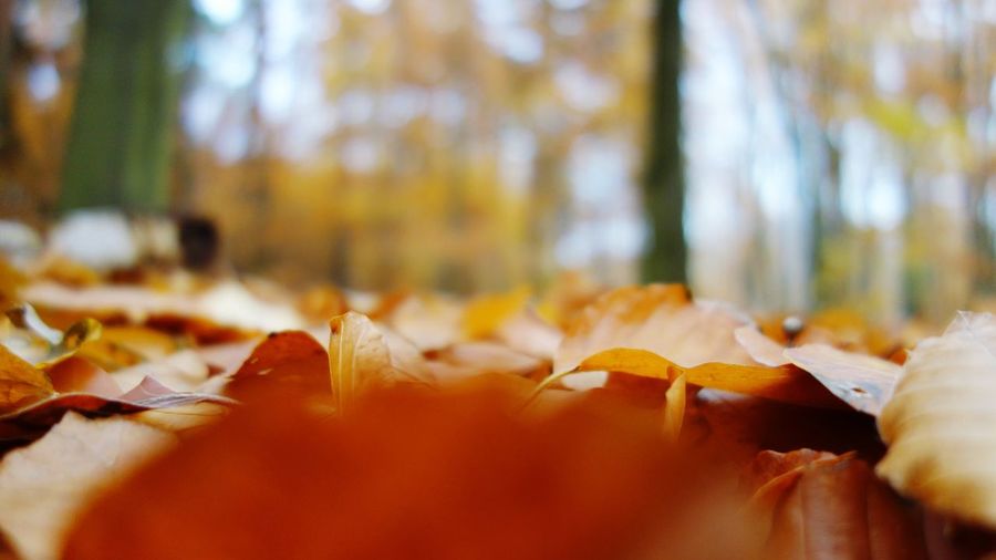 Close-up of orange leaves on road during autumn