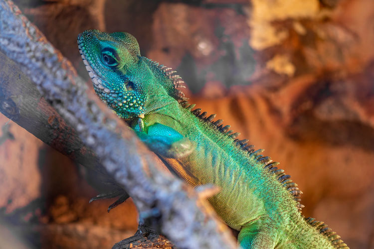 Portrait of a chinese water dragon in captivity