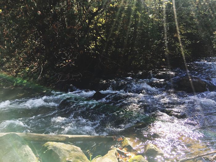 Stream flowing in forest