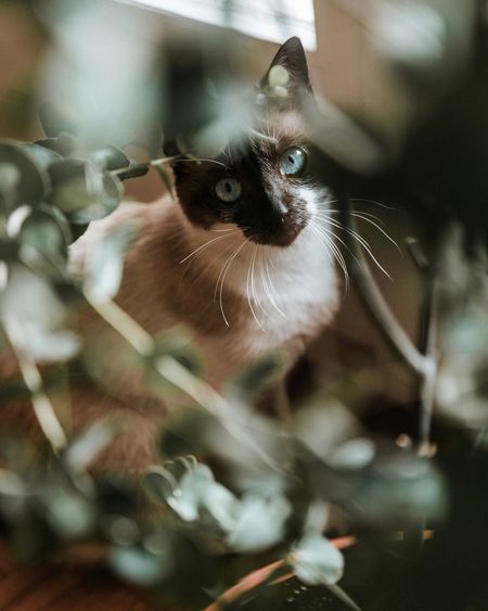 Portrait of cat seen through plants sitting at home