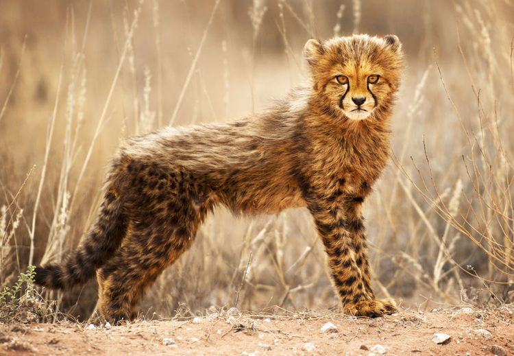 Portrait of cheetah