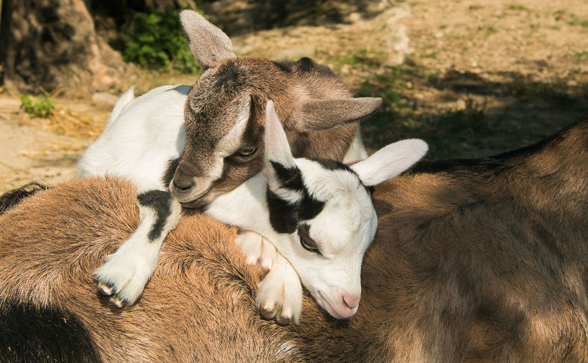 Sweet baby tibetan goats over the mother