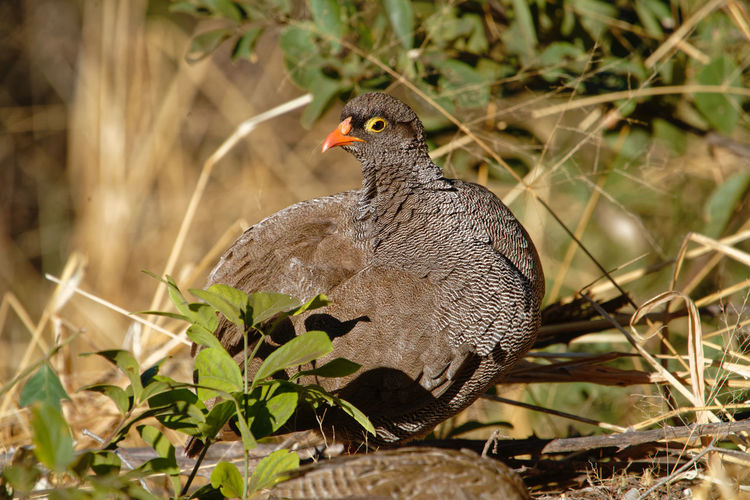 Close-up of a bird perching on a land
