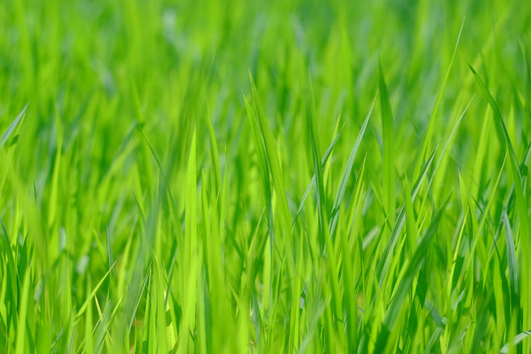 Full frame shot of fresh green grass