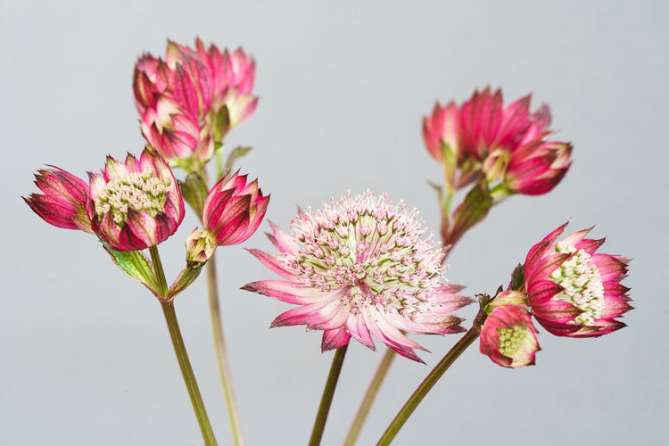 Close-up of pink flowering plant against white background