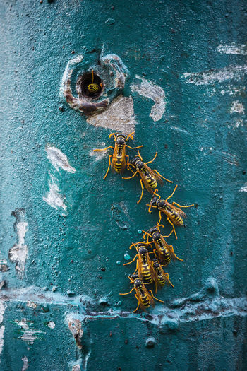 Insects on weathered wall