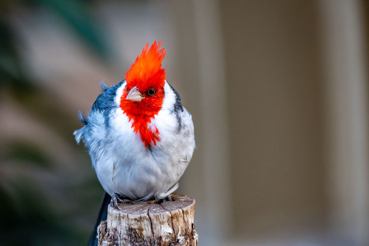 Close-up of red-crested cardinal perching on tree stump