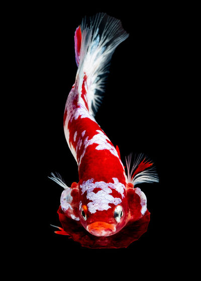Close-up of fish in water against black background