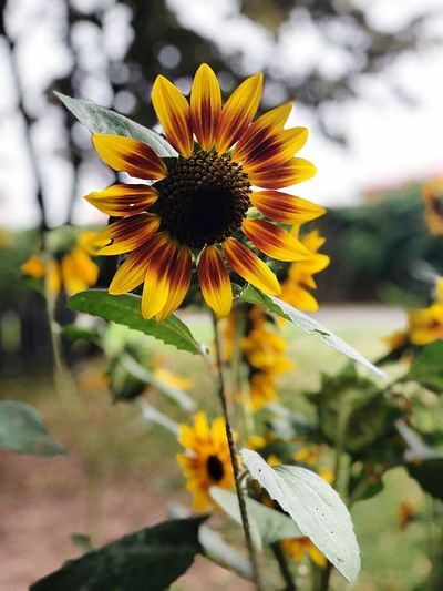 Close-up of yellow flowering plant