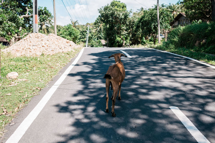 Goat standing on road