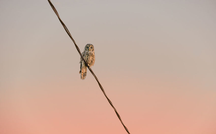 Close-up of a owl bird perching on a cable against sunset sky