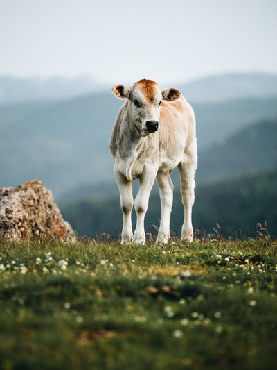Calf standing on field