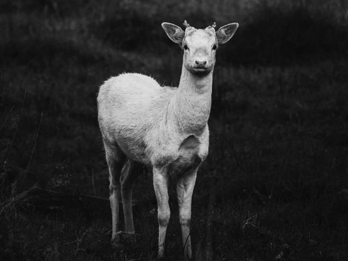 Portrait of deer standing on field