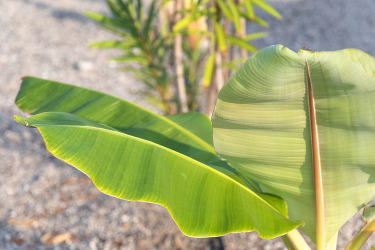 Close-up of green leaves on plant