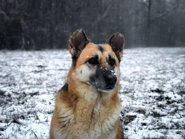 Portrait of german shepherd dog in winter