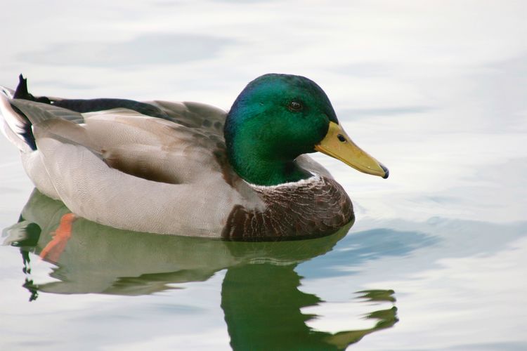 Close-up of a duck in a lake