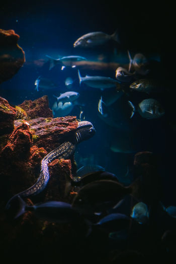 Fish swimming in aquarium
