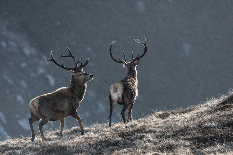 Two deer standing on mountain