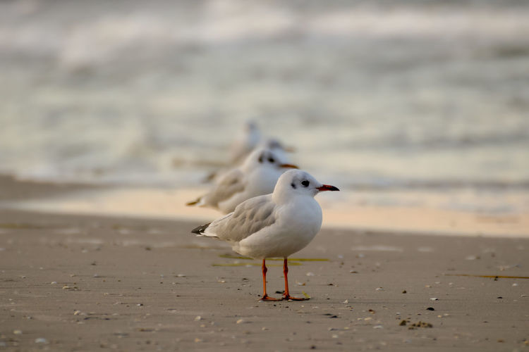 Seagull on beach in row behind others