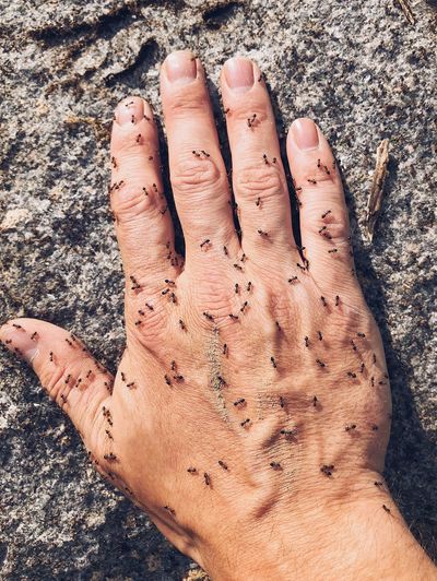 Cropped hand of man with ants on rock
