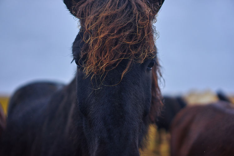 Close-up portrait of black horse