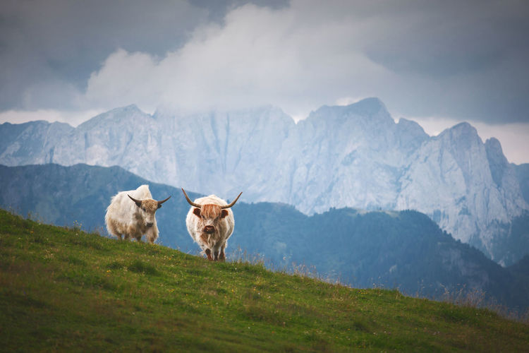Yaks walking on grassy hill against cloud sky