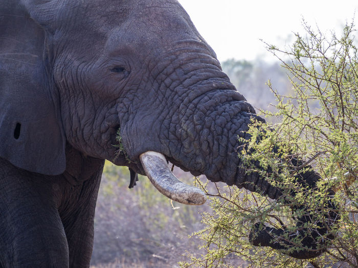 Close-up of elephant feeding on bush, kruger national park, south africa
