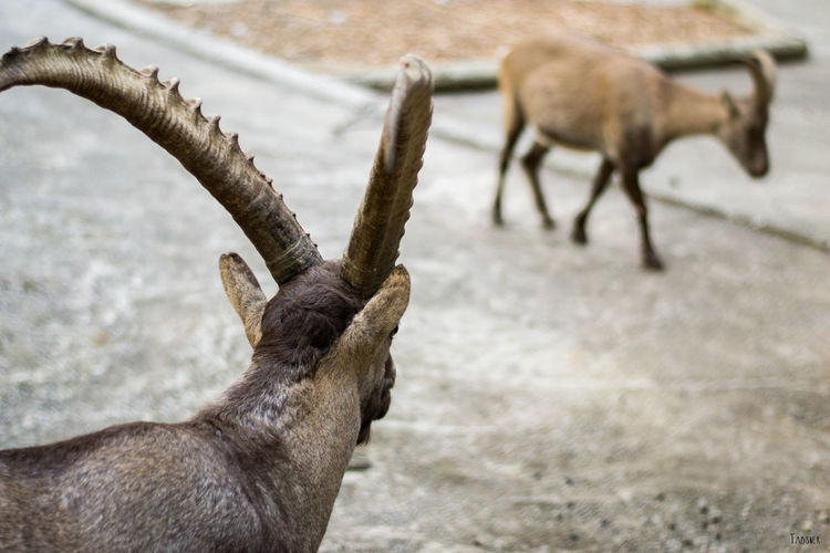 Close-up of ibex on footpath