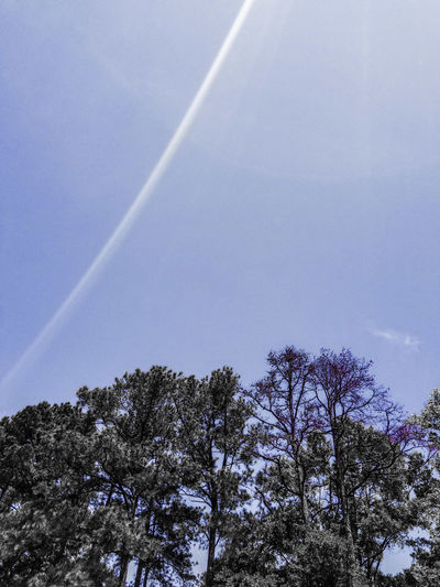 Low angle view of trees against sky