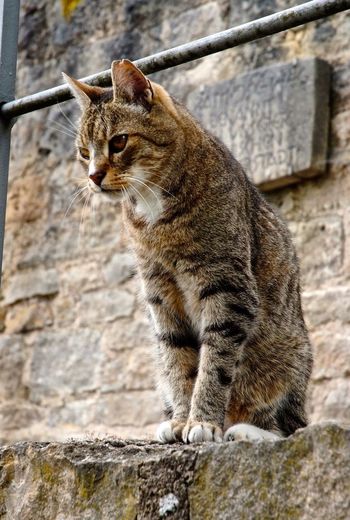 Low angle view of cat sitting on wall